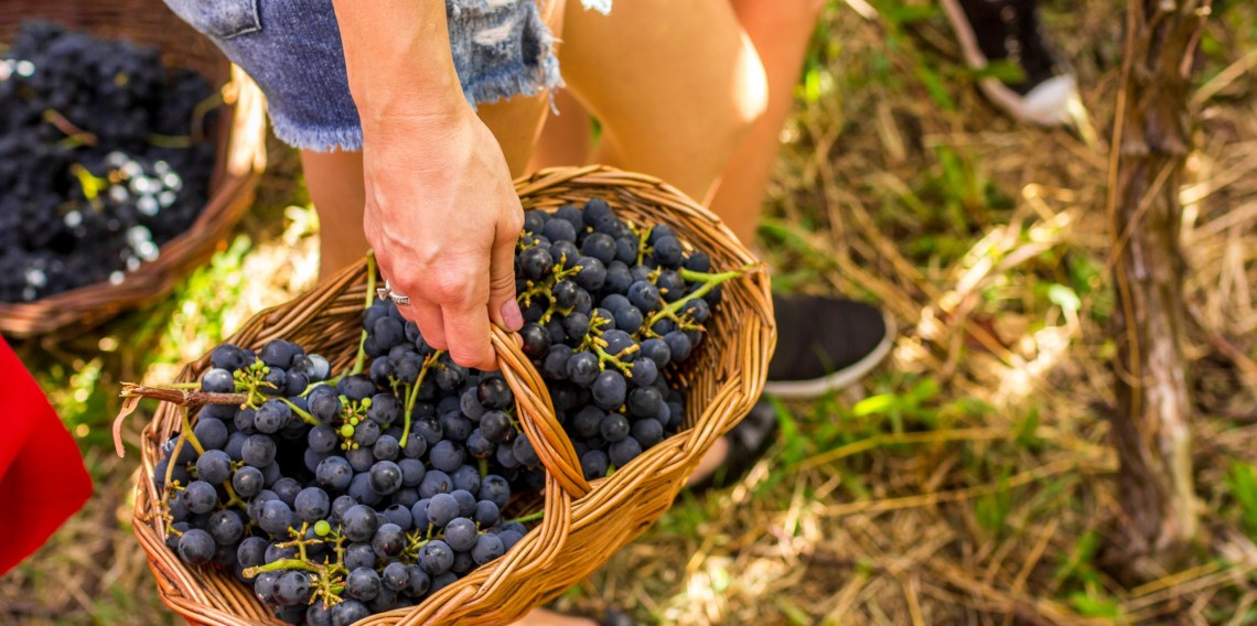 Consevitis-RS e Sebrae Nacional lançam projeto para fortalecer a vitivinicultura brasileira