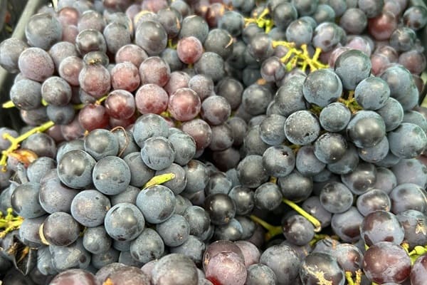 Rio Grande do Sul projeta uma das maiores safras de uva da história em 2025/2026 - Créditos: Divulgação Emater/RS-Ascar