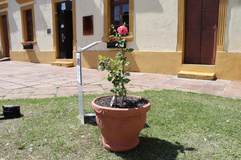 Rosa de Anita Garibaldi floresce no Museu Municipal - Créditos: Márcio Schinoff